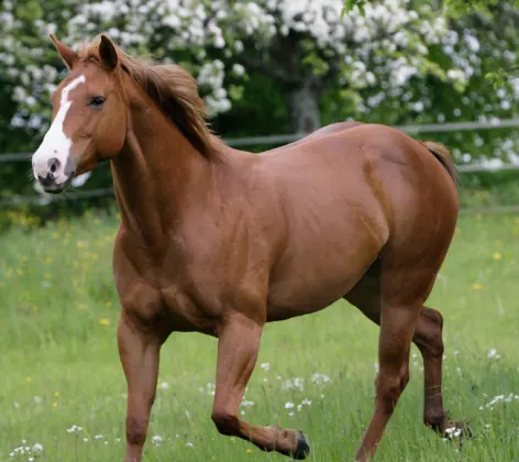 Horse trotting down grassy slope of field.